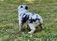 Princess, a female Miniature Australian Shepherd for sale in Warrenton, NC – 7 of 9