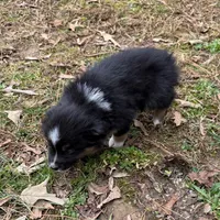 Joe, a male Australian Shepherd for sale in Warrenton, NC – Photo 7 of 9
