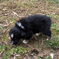 Joe, a male Australian Shepherd for sale in Warrenton, NC – Photo 5 of 9