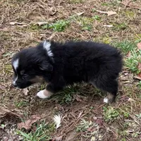 Joe, a male Australian Shepherd for sale in Warrenton, NC – Photo 3 of 9