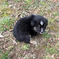 Joe, a male Australian Shepherd for sale in Warrenton, NC – Photo 1 of 9