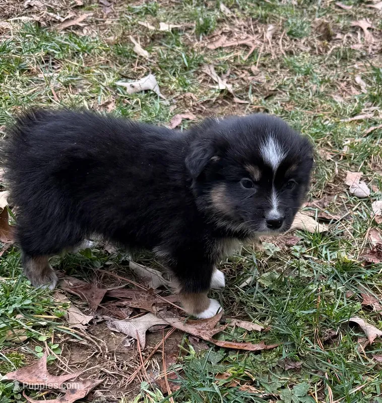 Josephine – Australian Shepherd puppy for sale in Warrenton, NC