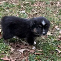 Joe, a male Australian Shepherd for sale in Warrenton, NC – Photo 4 of 9