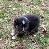 Joe, a male Australian Shepherd for sale in Warrenton, NC – Photo 2 of 9