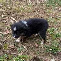 Joe, a male Australian Shepherd for sale in Warrenton, NC – Photo 6 of 9