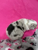 Prince, a male Australian Shepherd for sale in Warrenton, NC – Photo 3 of 7