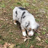 Prince, a male Australian Shepherd for sale in Warrenton, NC – Photo 2 of 10