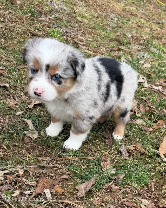 Prince – Australian Shepherd puppy for sale in Warrenton, NC