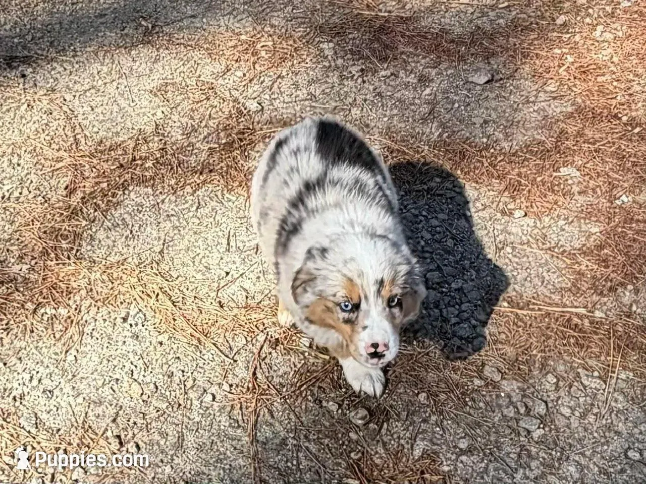 Prince – Australian Shepherd puppy for sale in Warrenton, NC