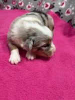 Prince, a male Australian Shepherd for sale in Warrenton, NC – Photo 2 of 7