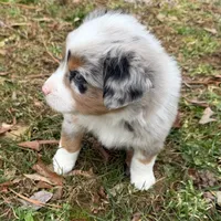 Prince, a male Australian Shepherd for sale in Warrenton, NC – Photo 7 of 10