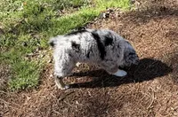 Prince, a male Australian Shepherd for sale in Warrenton, NC – Photo 5 of 10