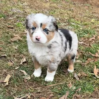 Prince, a male Australian Shepherd for sale in Warrenton, NC – Photo 6 of 10