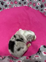 Prince, a male Australian Shepherd for sale in Warrenton, NC – Photo 5 of 7