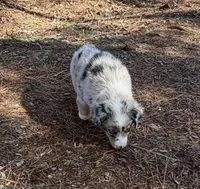 Prince, a male Australian Shepherd for sale in Warrenton, NC – Photo 3 of 10