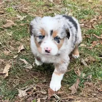 Prince, a male Australian Shepherd for sale in Warrenton, NC – Photo 4 of 10