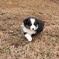 Clyde, a male Miniature Australian Shepherd for sale in Warrenton, NC – Photo 3 of 9