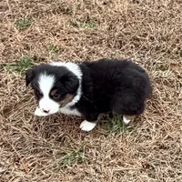 Clyde, a male Miniature Australian Shepherd for sale in Warrenton, NC – Photo 7 of 9