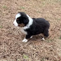 Clyde, a male Miniature Australian Shepherd for sale in Warrenton, NC – Photo 4 of 9