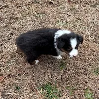 Clyde, a male Miniature Australian Shepherd for sale in Warrenton, NC – Photo 9 of 9