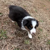 Clyde, a male Miniature Australian Shepherd for sale in Warrenton, NC – Photo 8 of 9