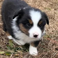 Clyde, a male Miniature Australian Shepherd for sale in Warrenton, NC – Photo 2 of 9
