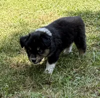 Bruno, a male Australian Shepherd for sale in Warrenton, NC – 7 of 10
