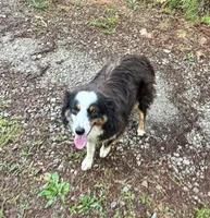 Princess, a female Miniature Australian Shepherd for sale in Warrenton, NC – 8 of 9