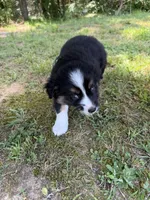 Junior, a male Australian Shepherd for sale in Warrenton, NC – 4 of 8