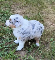 Princess, a female Miniature Australian Shepherd for sale in Warrenton, NC – 4 of 9