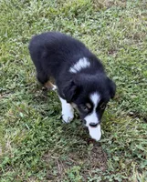 Tinker bell, a female Australian Shepherd for sale in Warrenton, NC – 8 of 10