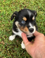 Tinker Bell, a female Miniature Australian Shepherd for sale in Warrenton, NC – Photo 8 of 10