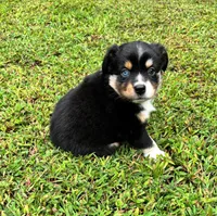 Tinker Bell, a female Miniature Australian Shepherd for sale in Warrenton, NC – Photo 1 of 10