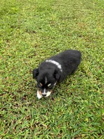 Tinker Bell, a female Miniature Australian Shepherd for sale in Warrenton, NC – Photo 7 of 10