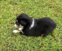 Tinker Bell, a female Miniature Australian Shepherd for sale in Warrenton, NC – Photo 6 of 10