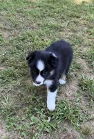 Jason, a male Australian Shepherd for sale in Warrenton, NC – 5 of 10