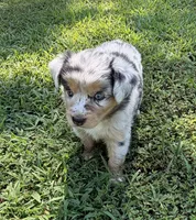 Lucy, a female Australian Shepherd for sale in Warrenton, NC – 5 of 10