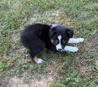 Tinker bell, a female Australian Shepherd for sale in Warrenton, NC – 7 of 10