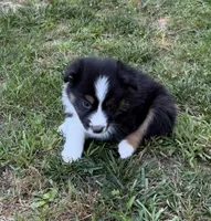 Mr. Fluffy, a male Australian Shepherd for sale in Warrenton, NC – 3 of 9