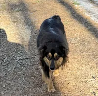 Tiny Tim, a male Australian Shepherd for sale in Warrenton, NC – Photo 10 of 10