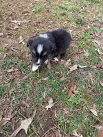 Tiny Tim, a male Australian Shepherd for sale in Warrenton, NC – Photo 8 of 10