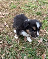 Tiny Tim, a male Australian Shepherd for sale in Warrenton, NC – Photo 4 of 10