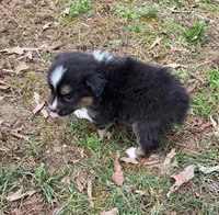 Tiny Tim, a male Australian Shepherd for sale in Warrenton, NC – Photo 5 of 10
