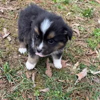 Tiny Tim, a male Australian Shepherd for sale in Warrenton, NC – Photo 3 of 10