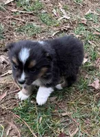 Tiny Tim, a male Australian Shepherd for sale in Warrenton, NC – Photo 7 of 10