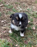 Tiny Tim, a male Australian Shepherd for sale in Warrenton, NC – Photo 1 of 10