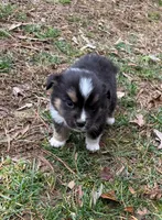 Tiny Tim, a male Australian Shepherd for sale in Warrenton, NC – Photo 2 of 10