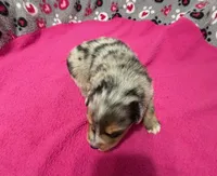 Sammy, a male Miniature Australian Shepherd for sale in Warrenton, NC – Photo 5 of 8