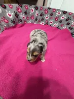 Sammy, a male Miniature Australian Shepherd for sale in Warrenton, NC – Photo 4 of 8