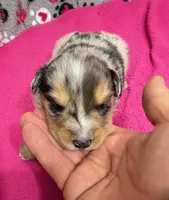 Sammy, a male Miniature Australian Shepherd for sale in Warrenton, NC – Photo 1 of 8